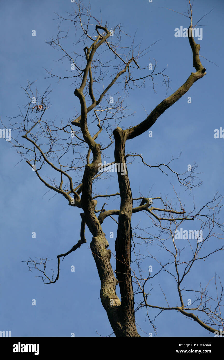 Arbre d'hiver contre le ciel bleu Banque D'Images