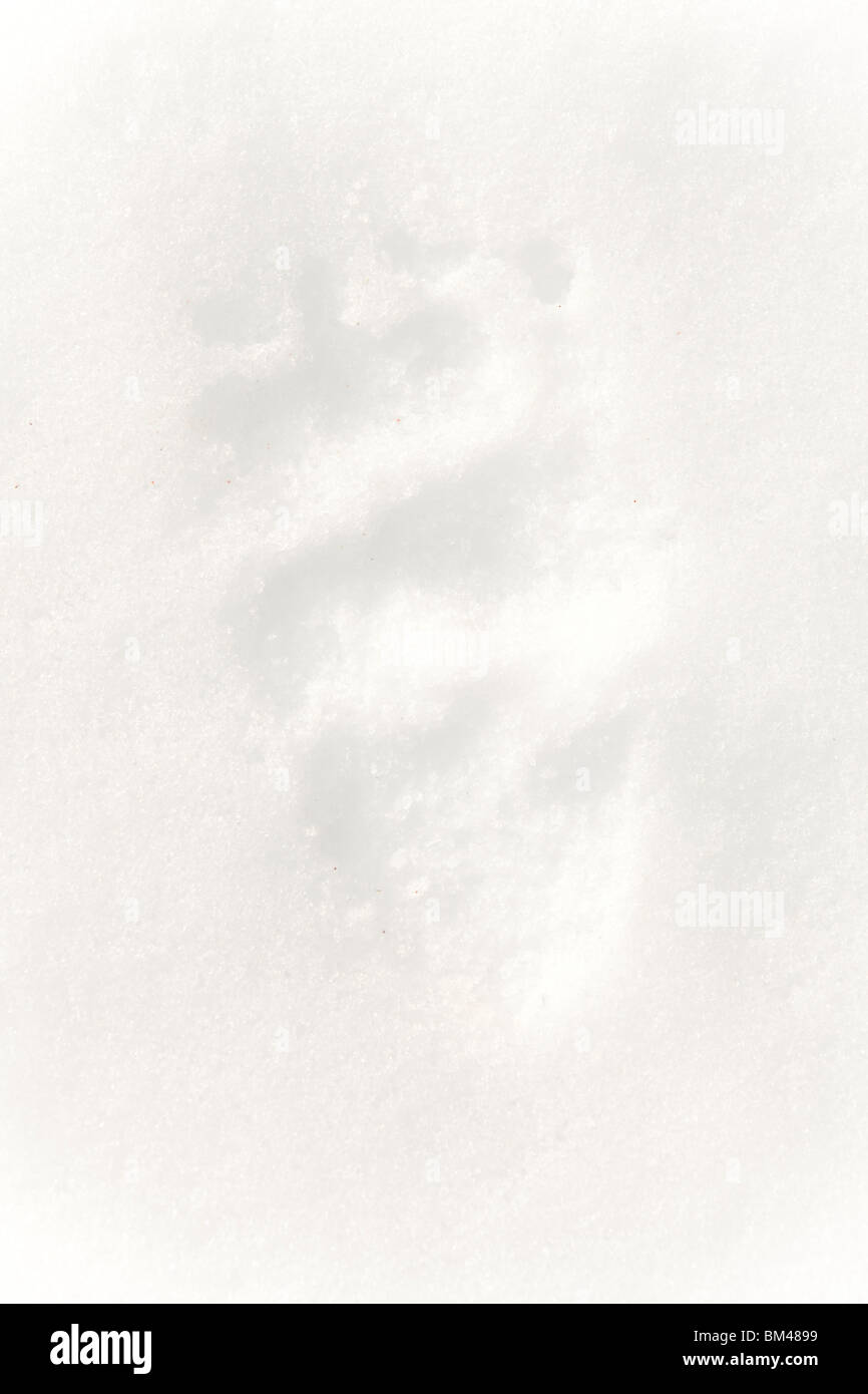 Traces d'ours bruns d'eurasie dans la neige. Banque D'Images