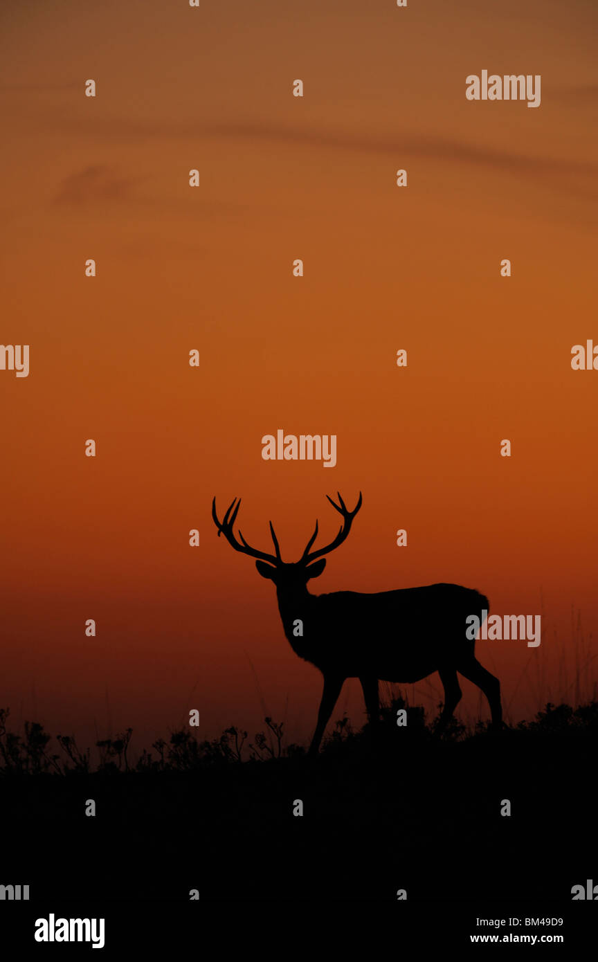 Red Deer (Cervus elaphus). La silhouette de cerf au crépuscule. Banque D'Images