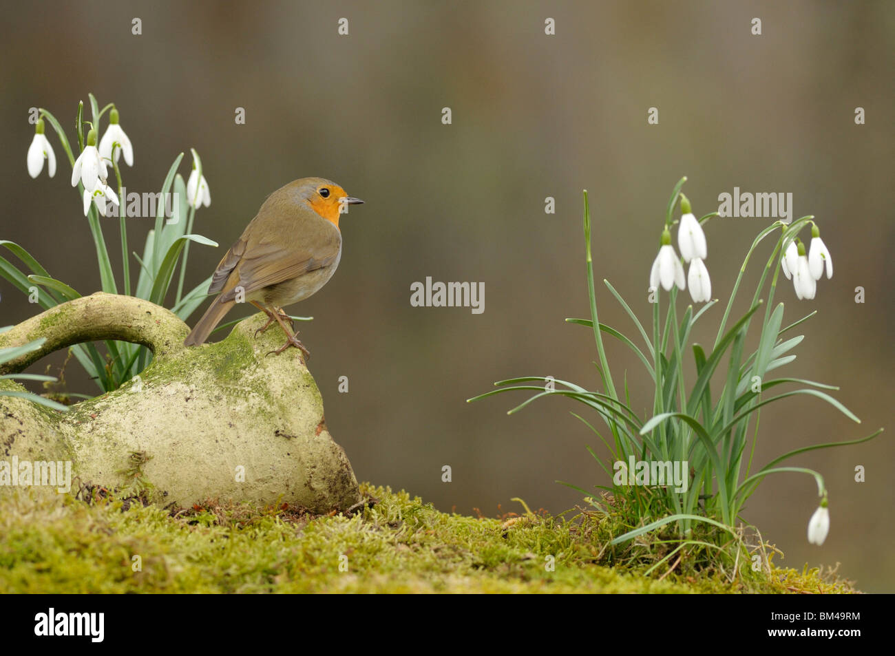 Robin (Erithacus rubecula aux abords) perché sur pot à fleurs en pierre parmi les perce-neige, aux Pays-Bas. Banque D'Images