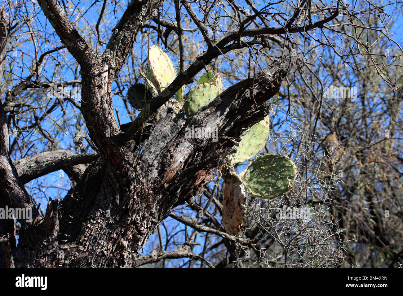 Le figuier de Barbarie (Opuntia) croissant sur les arbres mesquite (Prosopis), Arizona Banque D'Images