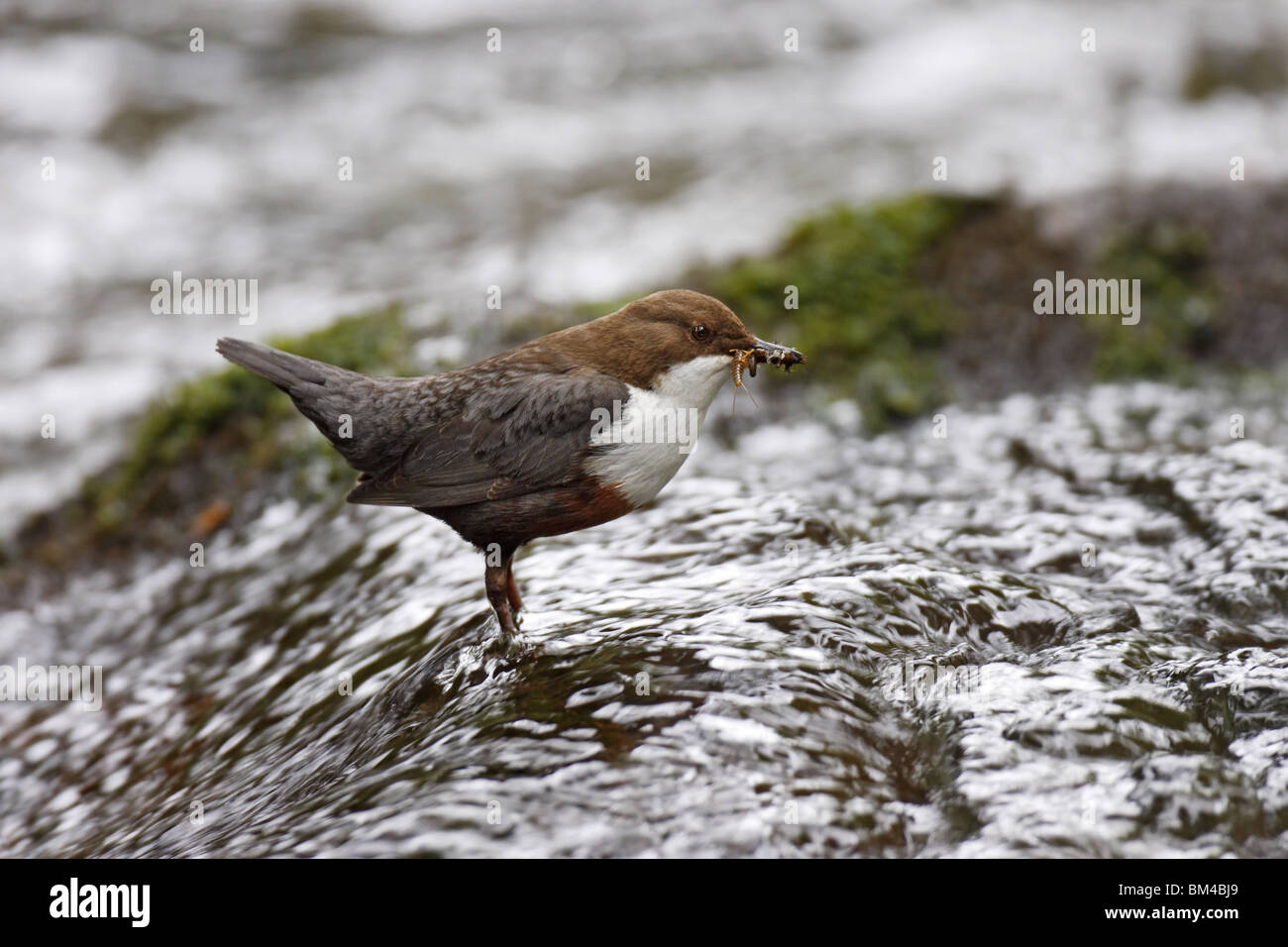 Wasseramsel, Cinclus, Européen, Blanc, gorge blanche, le balancier Banque D'Images