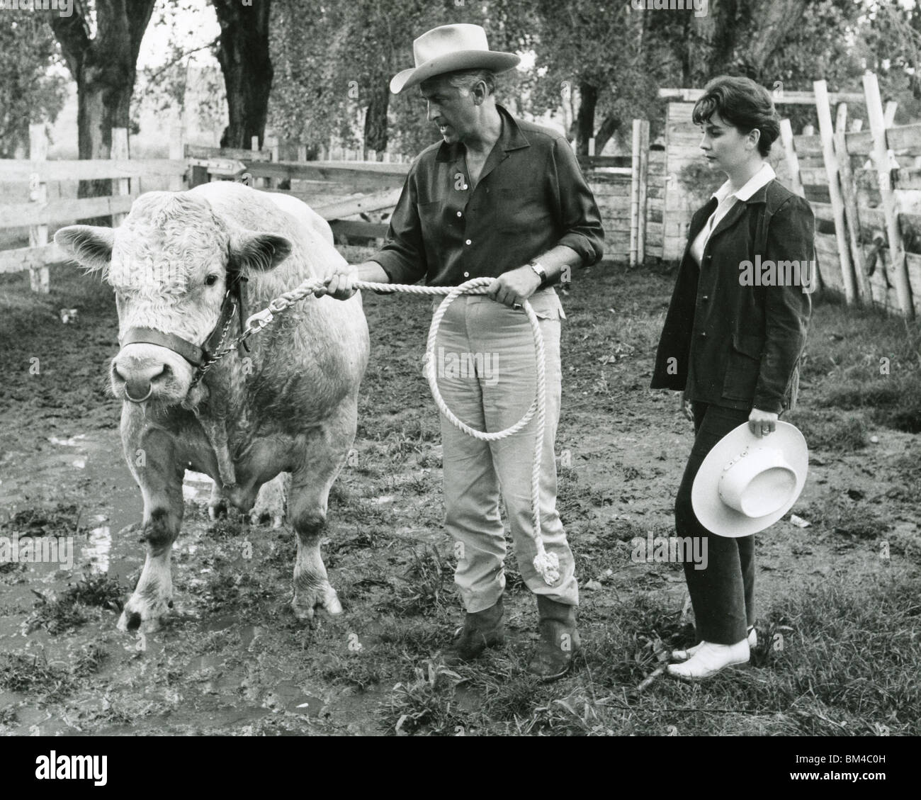 JEAN SIMMONS et mari Stewart Granger à leur ranch Tuscon, Arizona, à propos de 1958 avec l'un de leur troupeau de Charolais Banque D'Images