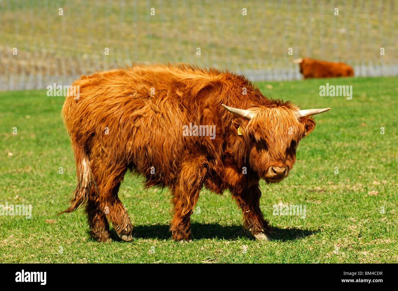Jeune, rouge-brun, Highland cattle Kyloe Banque D'Images