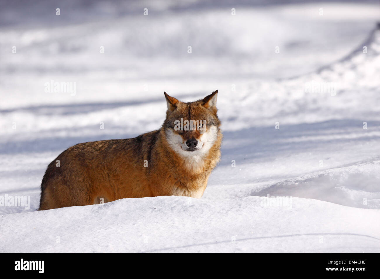 Le loup, Canis lupus, Raubtier, hiver, schnee Banque D'Images