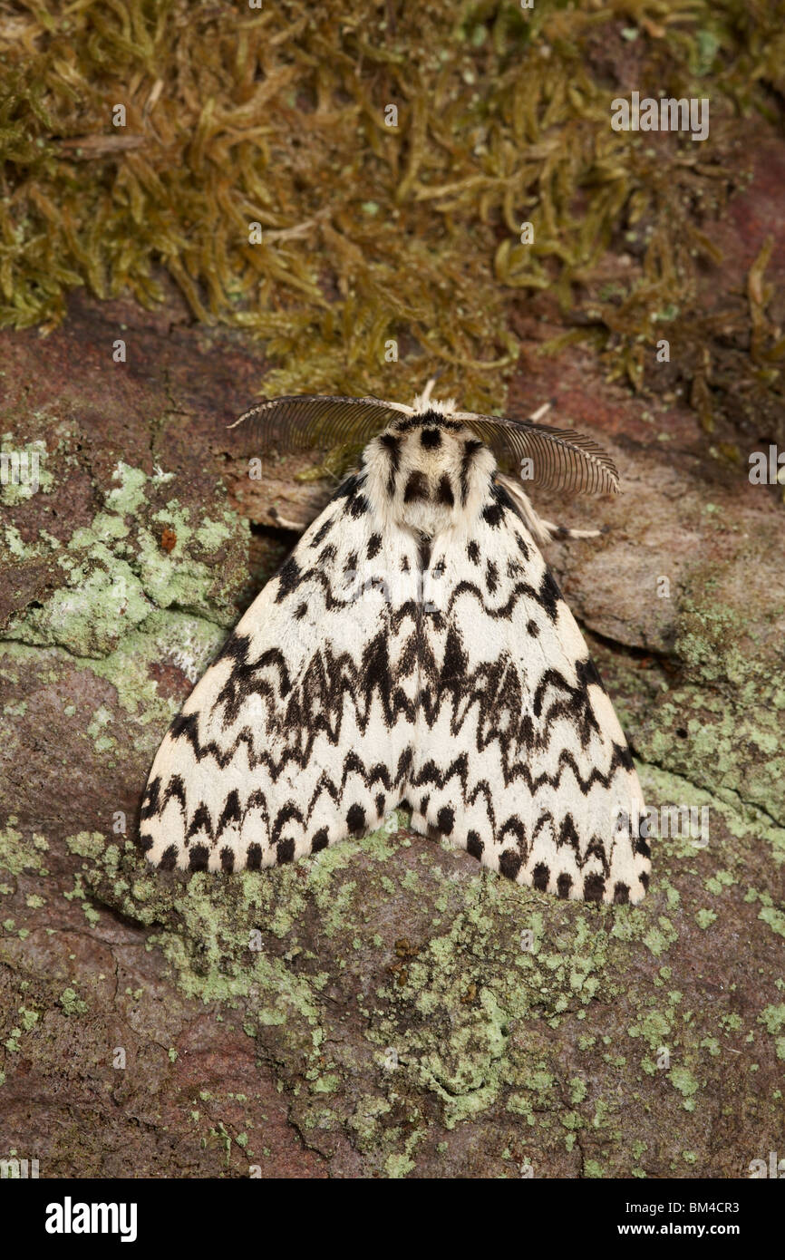 Arches (Lymantria monacha noir) papillon Banque D'Images