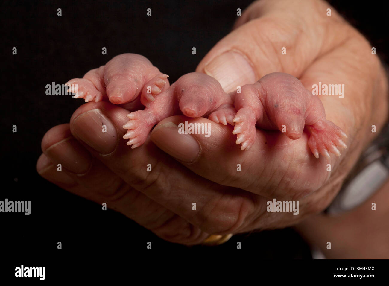 Taupe commun, les nouveau-nés dans la main Banque D'Images