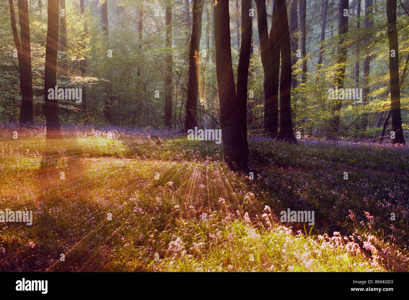 Impressions de la bluebell classique bois dans la forêt de Dean, Gloucestershire, Angleterre Banque D'Images