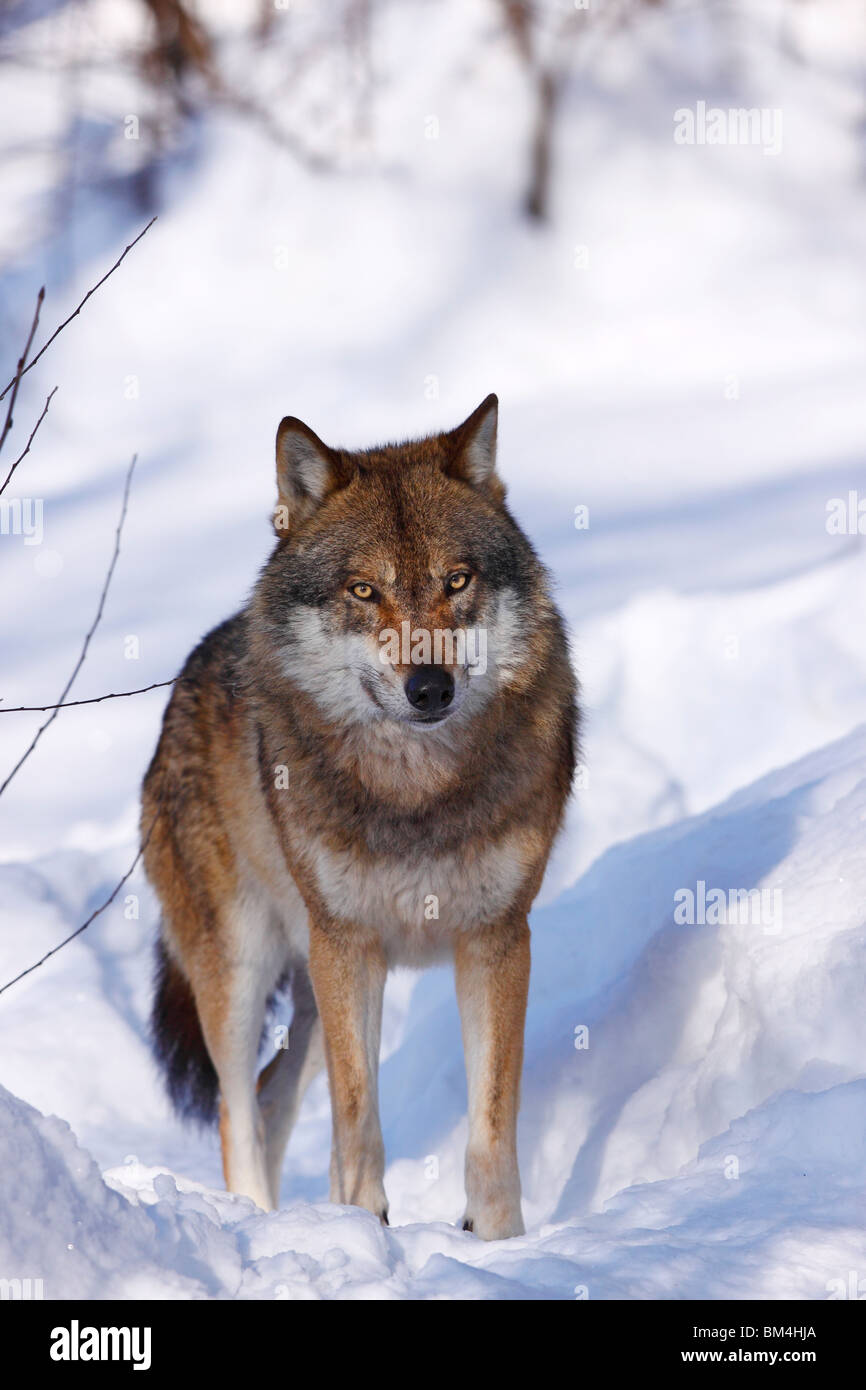 Le loup, Canis lupus, Raubtier, hiver, schnee Banque D'Images