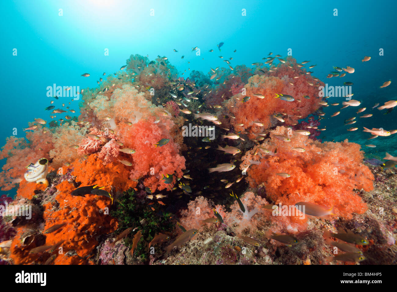 Corail rouge Banque de photographies et d’images à haute résolution - Alamy