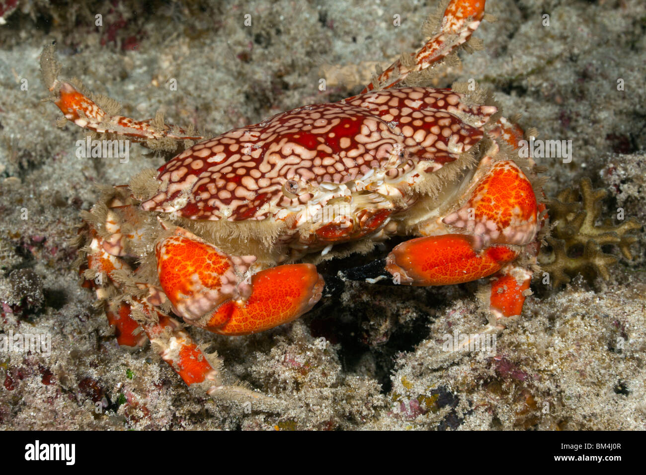 Ronde splendide, Crabe Etisus sp., Raja Ampat, Papouasie occidentale, en Indonésie Banque D'Images