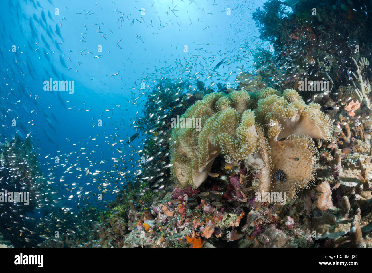 Coraux Mous, champignons Sarcophyton sp., Raja Ampat, Papouasie occidentale, en Indonésie Banque D'Images