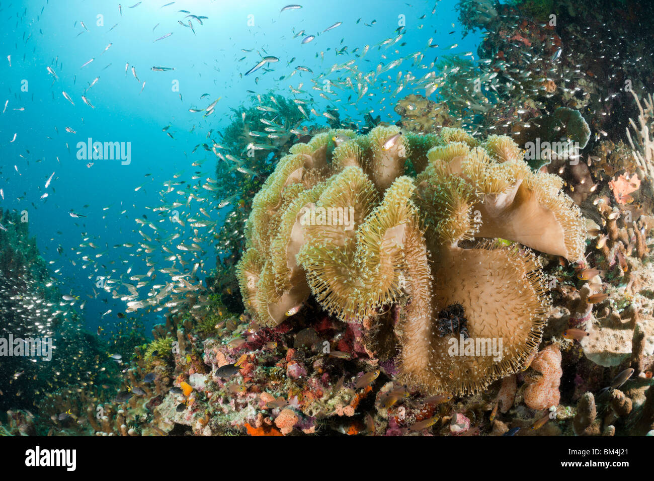 Coraux Mous, champignons Sarcophyton sp., Raja Ampat, Papouasie occidentale, en Indonésie Banque D'Images