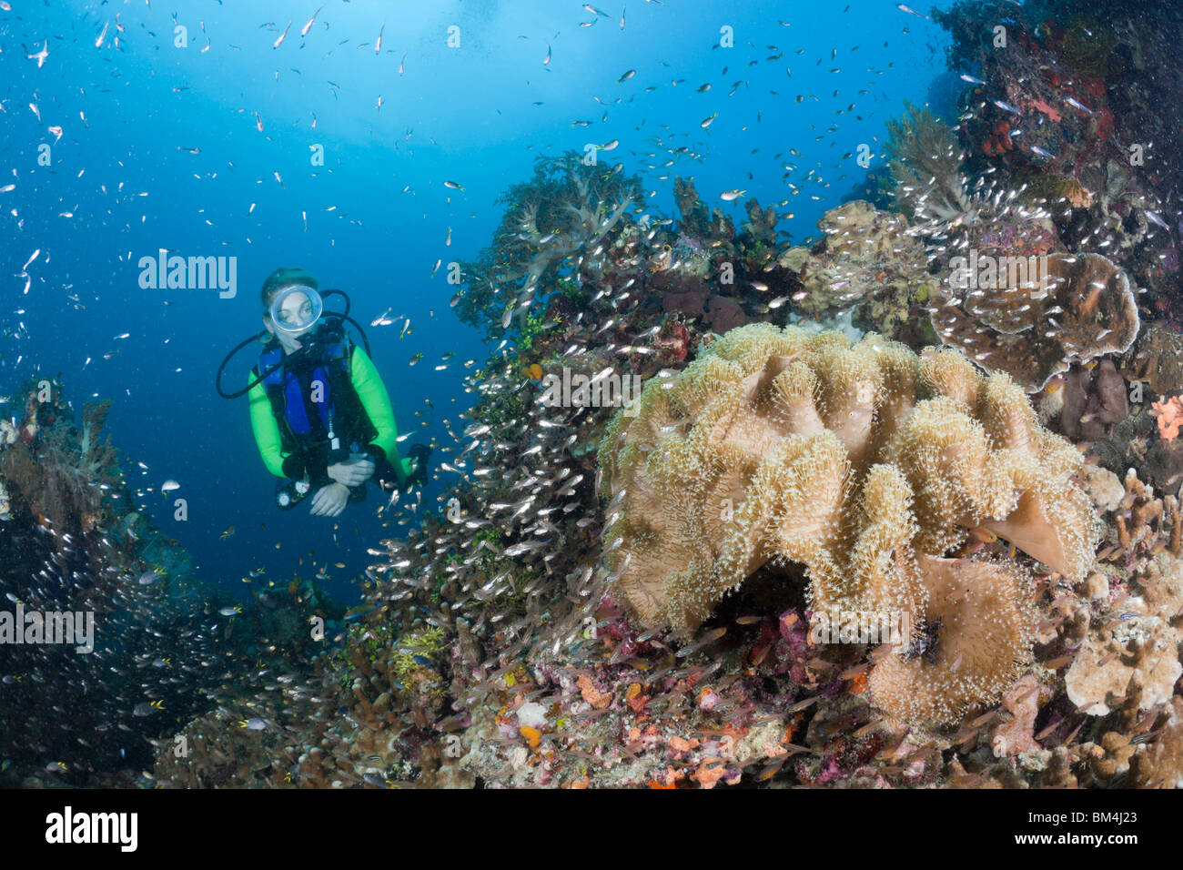 Scuba Diver et champignons coraux mous, Sarcophyton sp., Raja Ampat, Papouasie occidentale, en Indonésie Banque D'Images