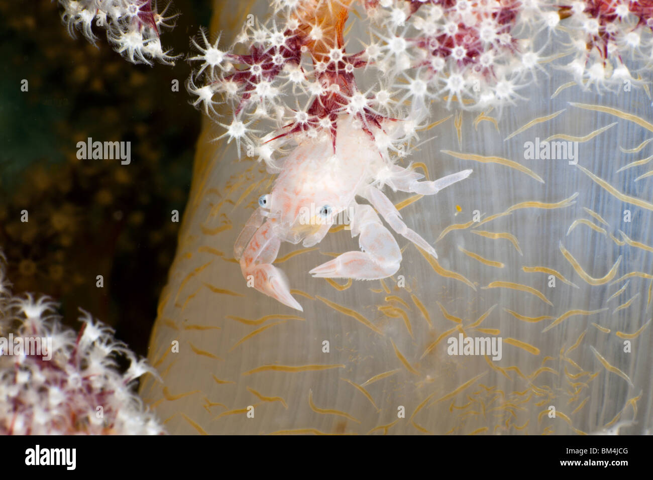 Soft Coral Porcellain Porcellanella triloba, Crabe, Raja Ampat, Papouasie occidentale, en Indonésie Banque D'Images