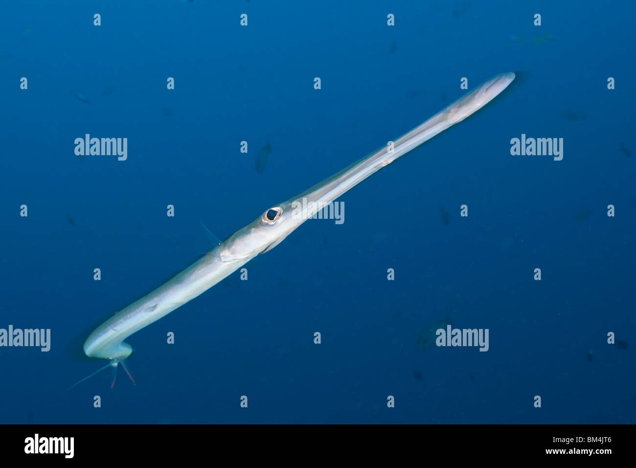 Fistularia commersonii, Cornetfish, Raja Ampat, Papouasie occidentale, en Indonésie Banque D'Images