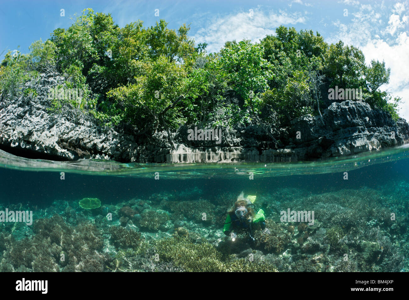 Tuba sur les récifs coralliens peu profonds, Raja Ampat, Papouasie occidentale, en Indonésie Banque D'Images