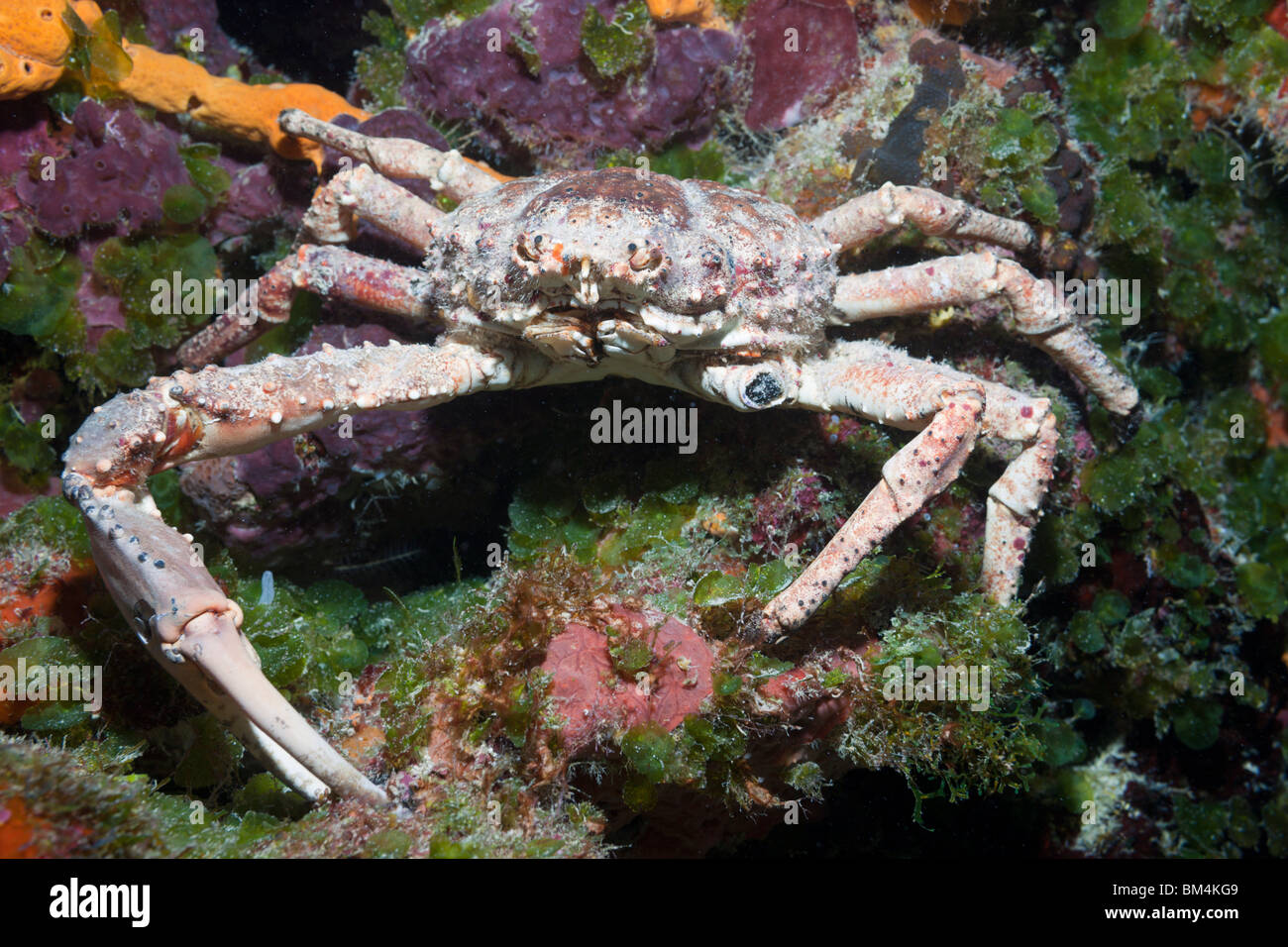 Araignée de mer de corail, Mithrax spinosissimus, Cozumel, Mexique, la mer des Caraïbes Banque D'Images