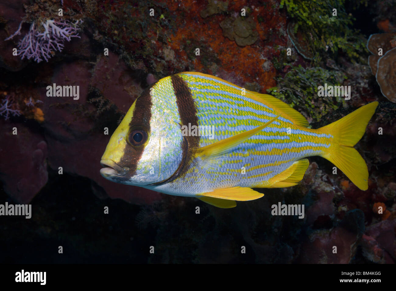 Porkfish, Anisotremus virginicus, Cozumel, Mexique, la mer des Caraïbes Banque D'Images