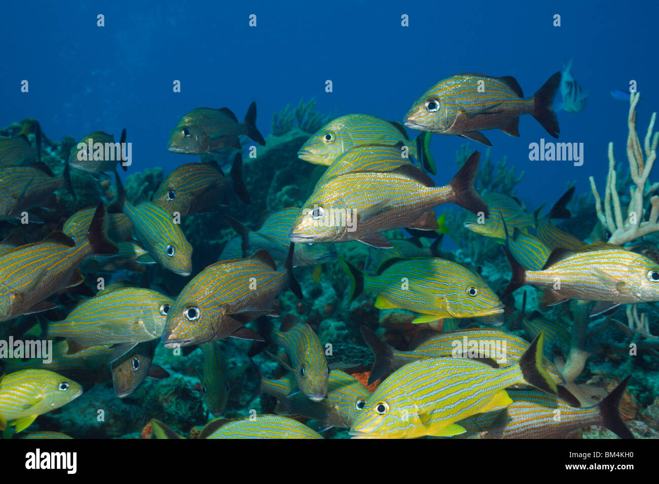 Bluestriped Grunt, Johnrandallia sciurus, Cozumel, Mexique, la mer des Caraïbes Banque D'Images