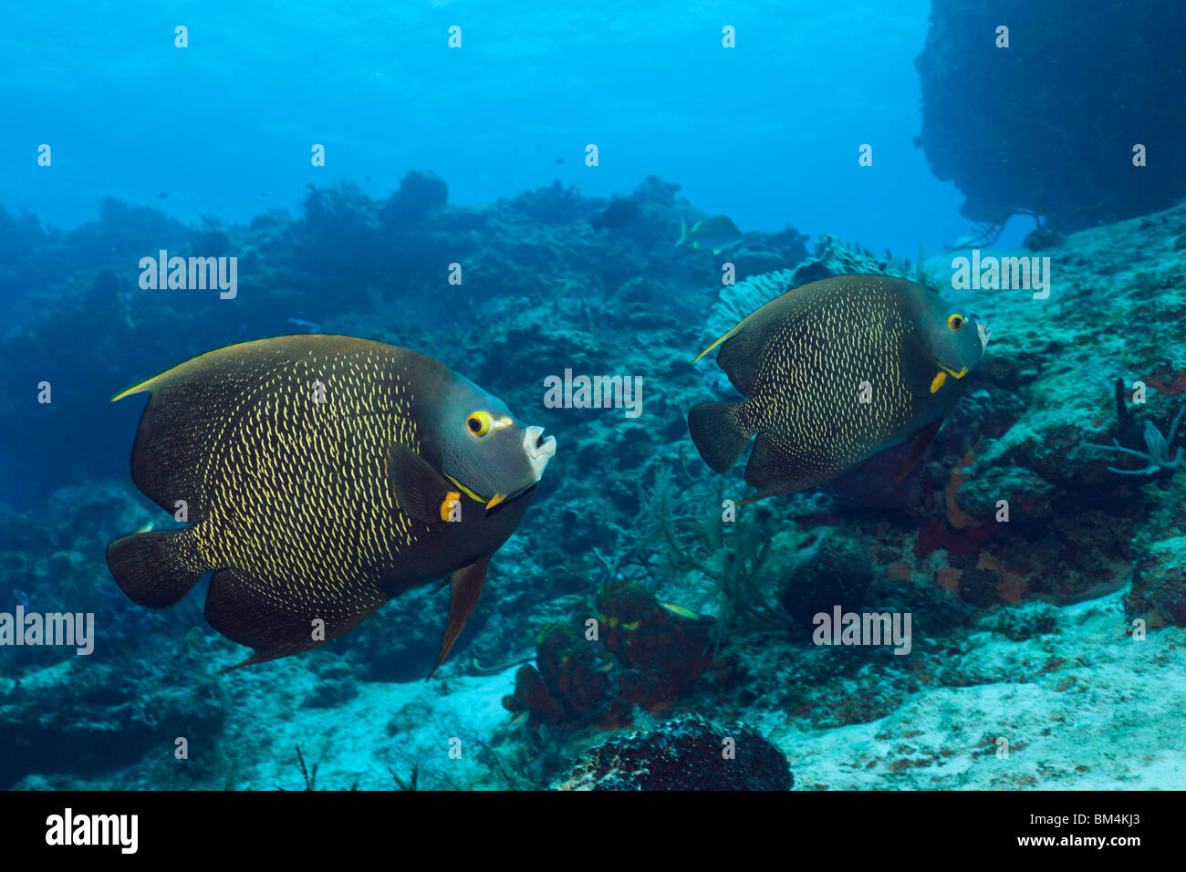 Angelfish Pomacanthus paru en français,, Cozumel, mer des Caraïbes, Mexique Banque D'Images