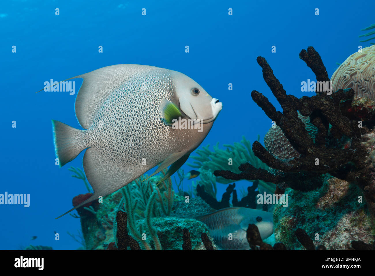 Angelfish Pomacanthus arcuatus, gris, Cozumel, la mer des Caraïbes, Mexique Banque D'Images