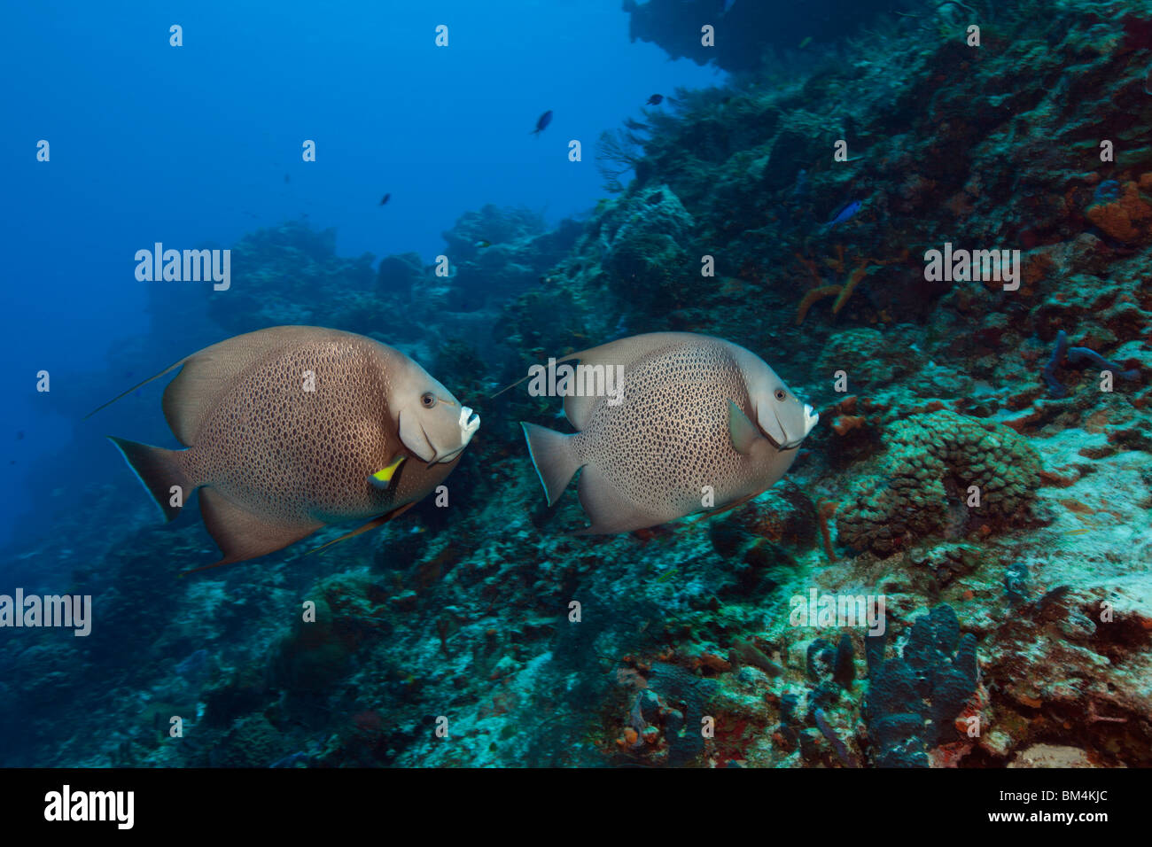 Angelfish Pomacanthus arcuatus, gris, Cozumel, la mer des Caraïbes, Mexique Banque D'Images