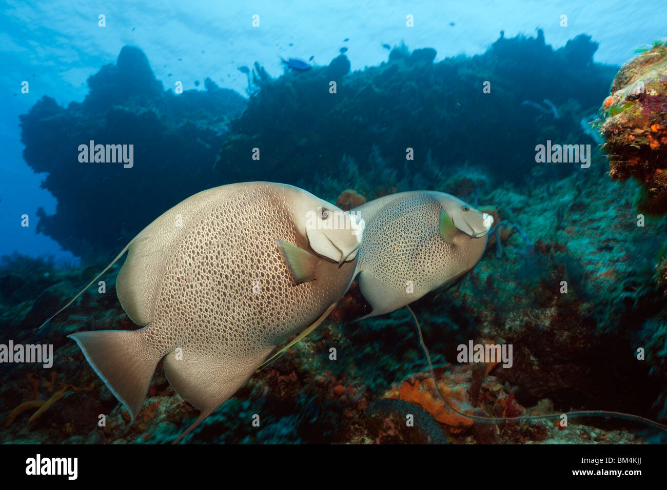Angelfish Pomacanthus arcuatus, gris, Cozumel, la mer des Caraïbes, Mexique Banque D'Images