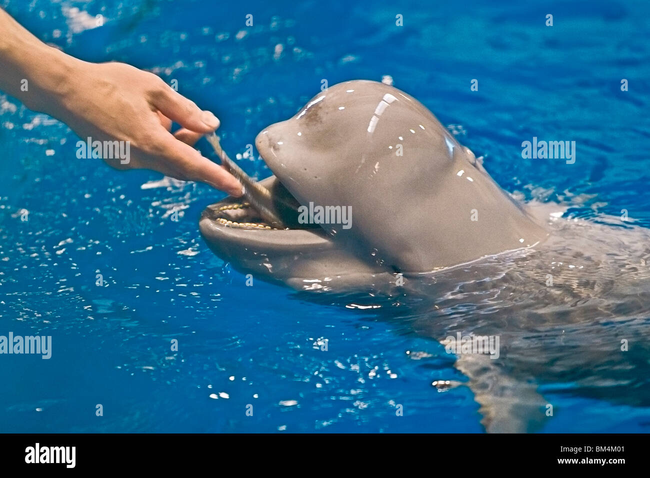 Marsouin de l'Inde, Sunameri en captivité, Neophocaena phocaenoides, Big Island, Hawaii, USA Banque D'Images