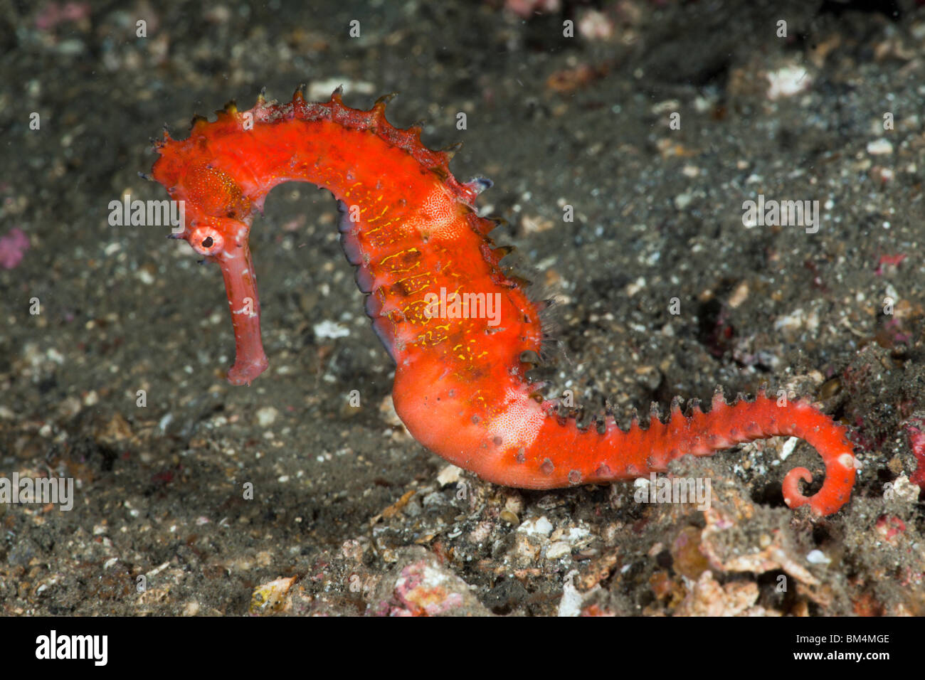 Cheval de mer épineux, hippocampe hystrix, Détroit de Lembeh, au nord de Sulawesi, Indonésie Banque D'Images