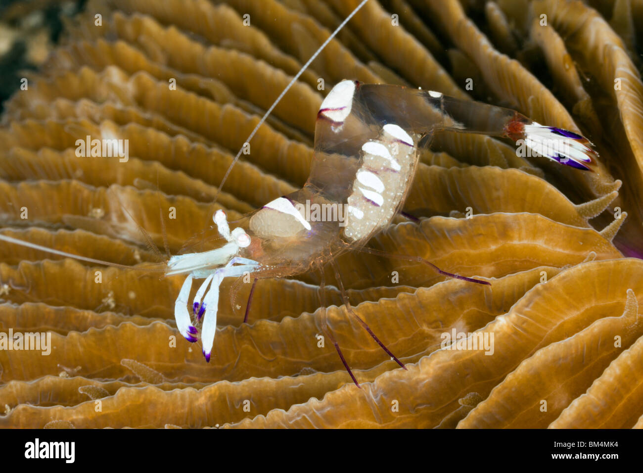 Crevettes aux champignons commensaux sur Coral, Periclimenes magnificus, Détroit de Lembeh, au nord de Sulawesi, Indonésie Banque D'Images