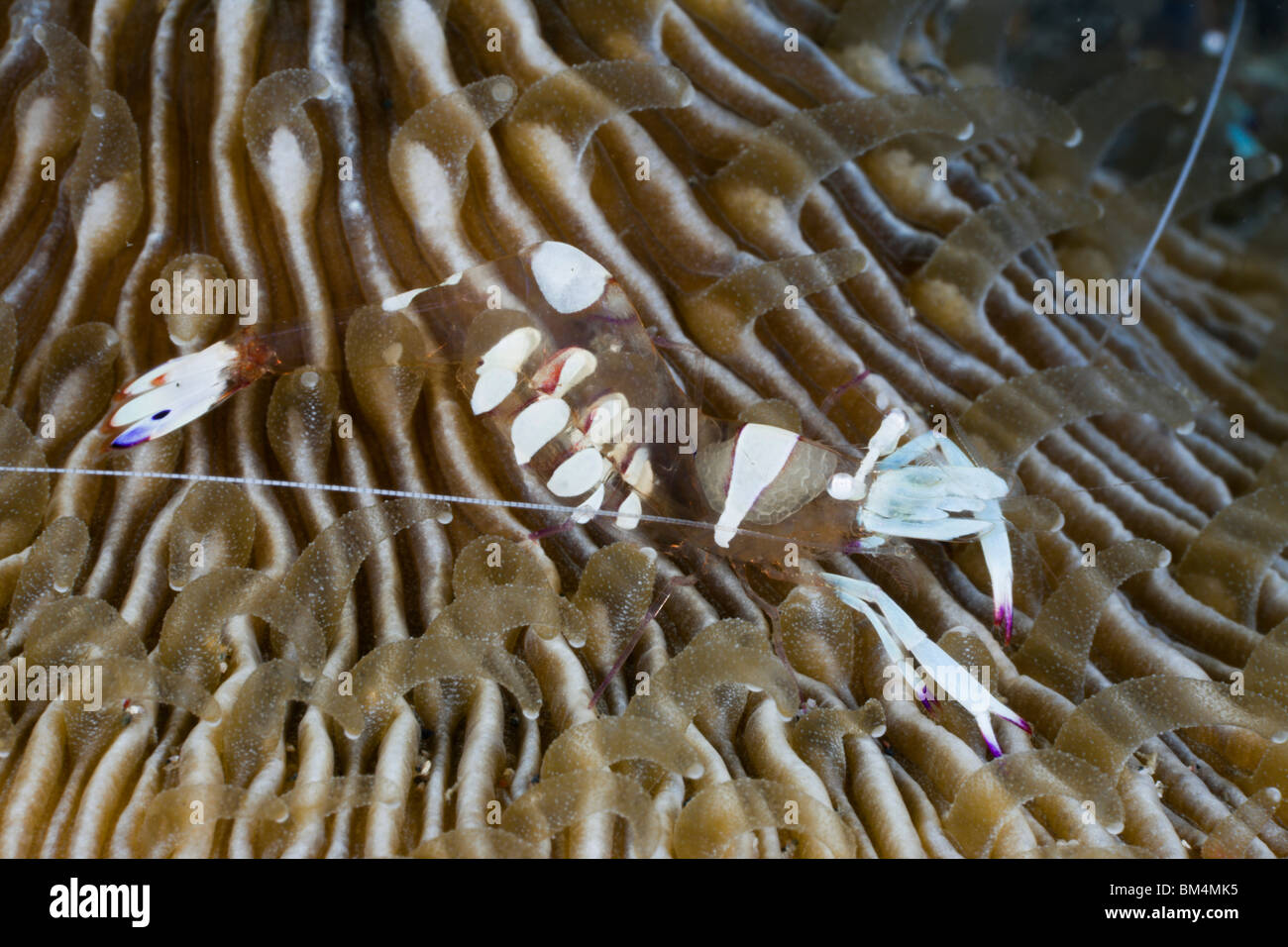 Crevettes aux champignons commensaux sur Coral, Periclimenes magnificus, Détroit de Lembeh, au nord de Sulawesi, Indonésie Banque D'Images