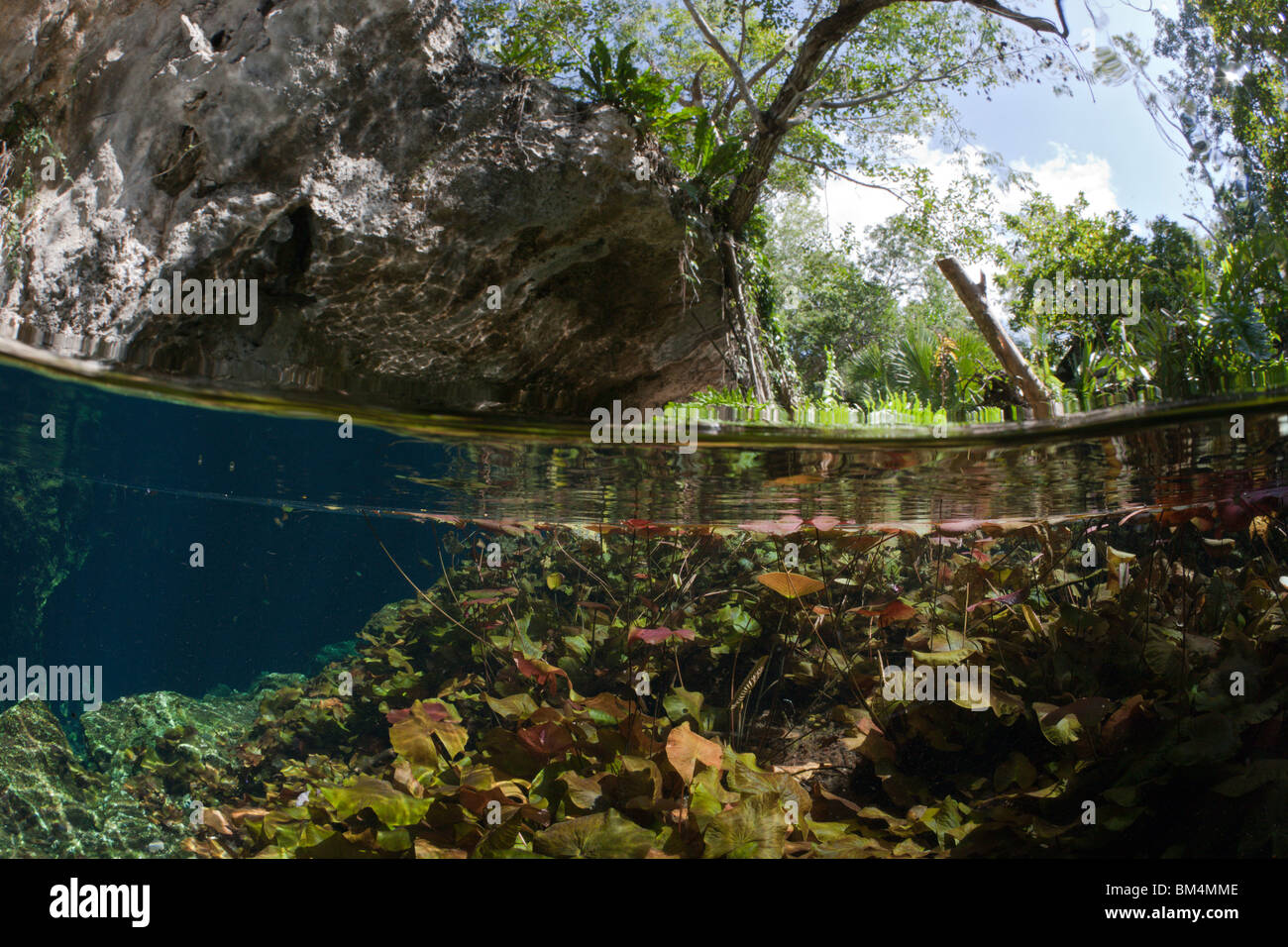 Entrée de Gran Cenote, Tulum, péninsule du Yucatan, Mexique Banque D'Images