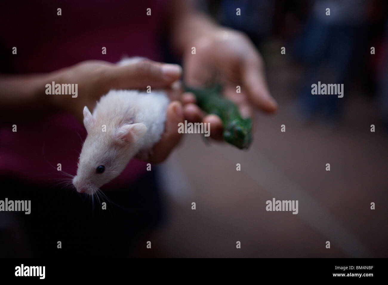 Une femme est titulaire d'un rat et un lézard au cours de la bénédiction des animaux célébration à Oaxaca, Mexique, le 31 août 2008. Banque D'Images