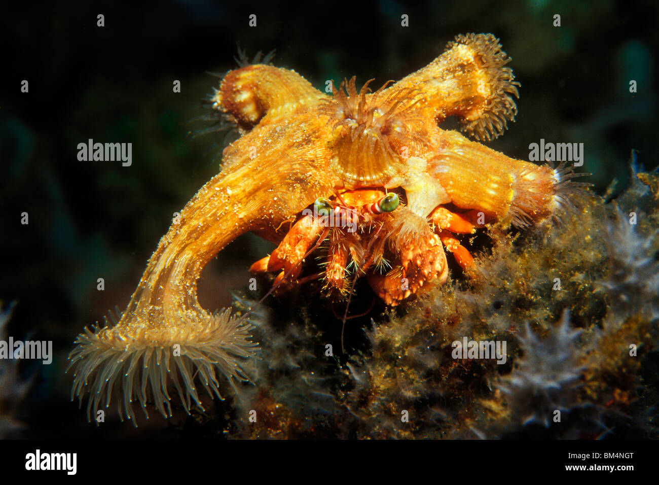 Effectuer l'Ermite Dardanus pedunculatus Anémone de mer,, Puerto Galera, l'île de Mindoro, Philippines Banque D'Images