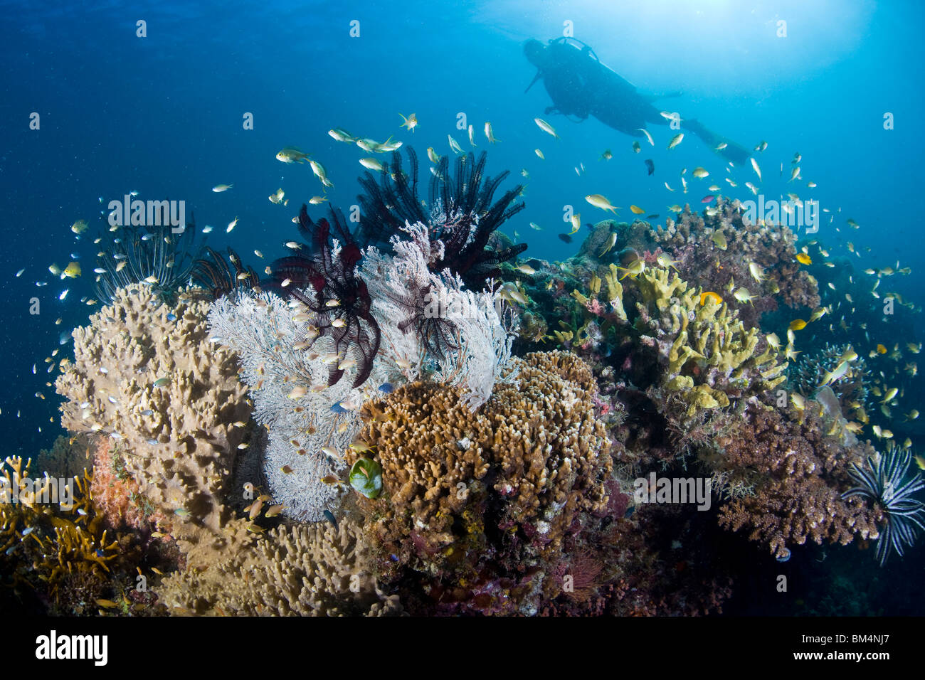 La plongée à l'Île Cabilao, Philippines, îles Visayas, Philippines Banque D'Images