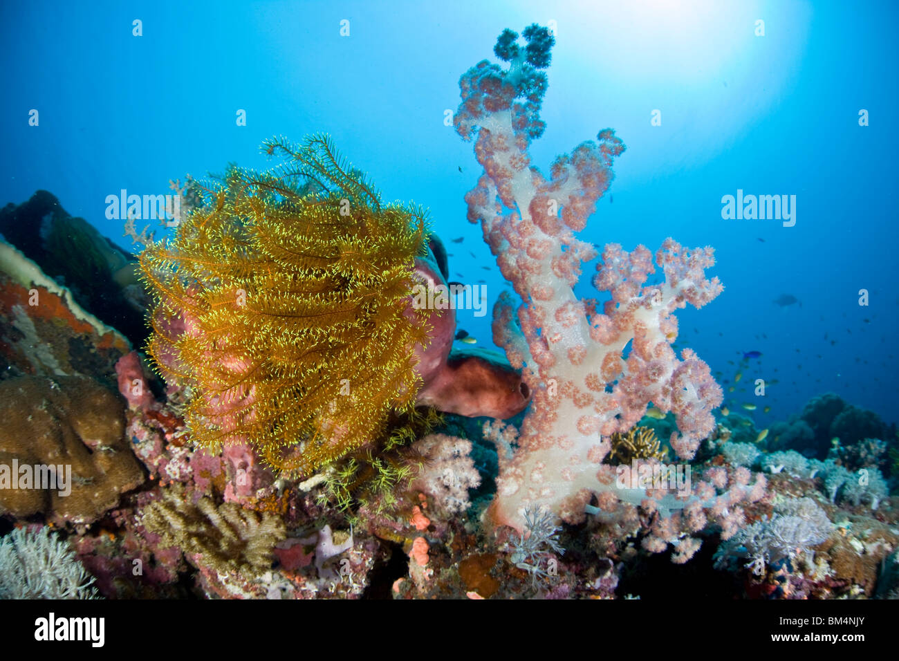 Crinoïde jaune et coraux mous, Comanthina schlegeli, Dendronephthya sp., Cabilao Island, îles Visayas, Philippines Banque D'Images