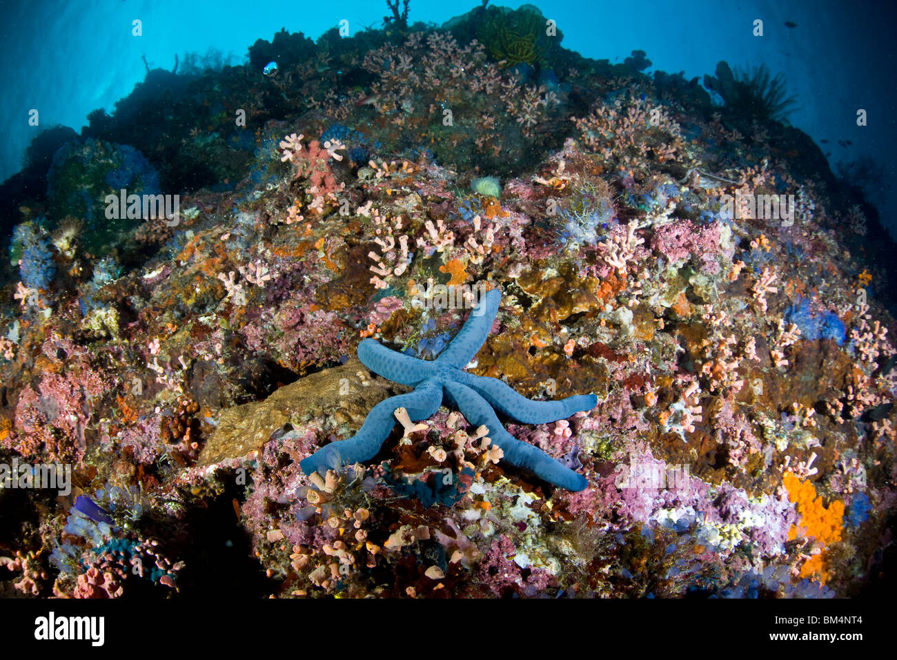 Étoile de mer bleu dans les récifs coralliens, Linckia laevigata, Cabilao Island, îles Visayas, Philippines Banque D'Images
