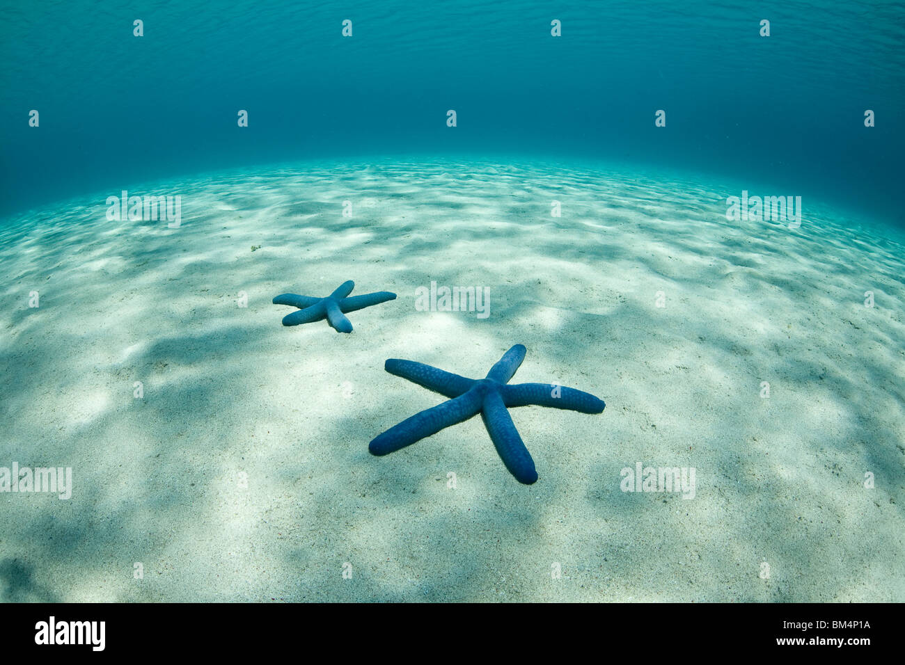 Étoile de Mer bleu lagon, de Linckia laevigata, Komodo, moindre petites îles, l'Indonésie Banque D'Images