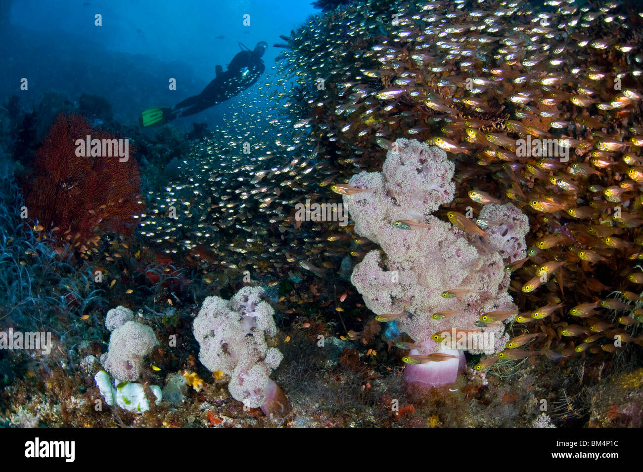 Au cours Scuba Diver Reef plein de Glassfish, Komodo, moindre Îles de la sonde, Indonésie Banque D'Images
