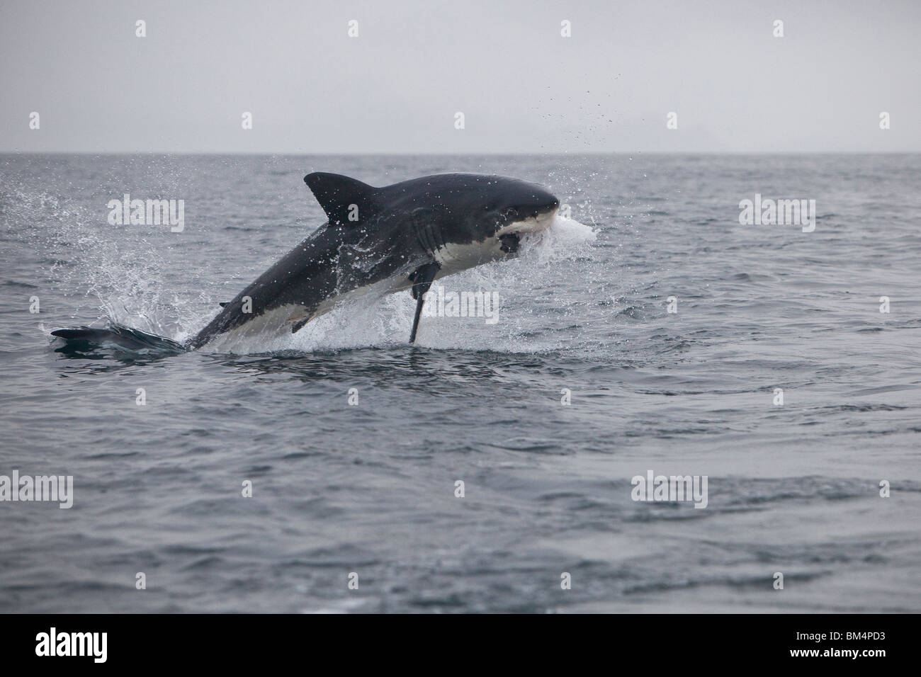 Violer les prises Grand requin blanc Carcharodon carcharias, proies, Gansbaai, Afrique du Sud Banque D'Images
