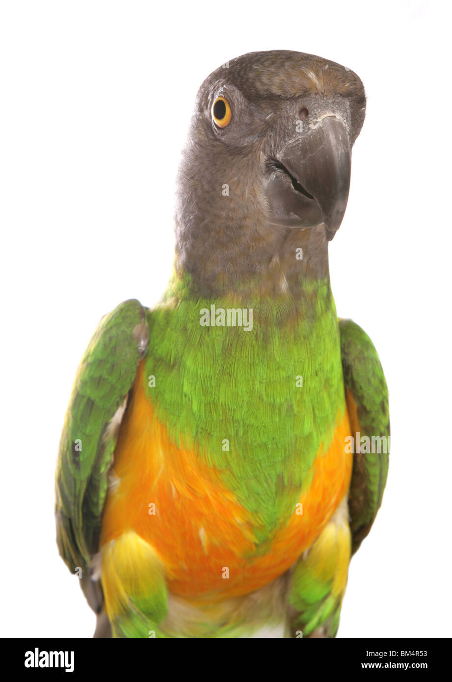 Sénégal Parrot Poicephalus senegalus Portrait d'adulte seul Studio, UK Banque D'Images