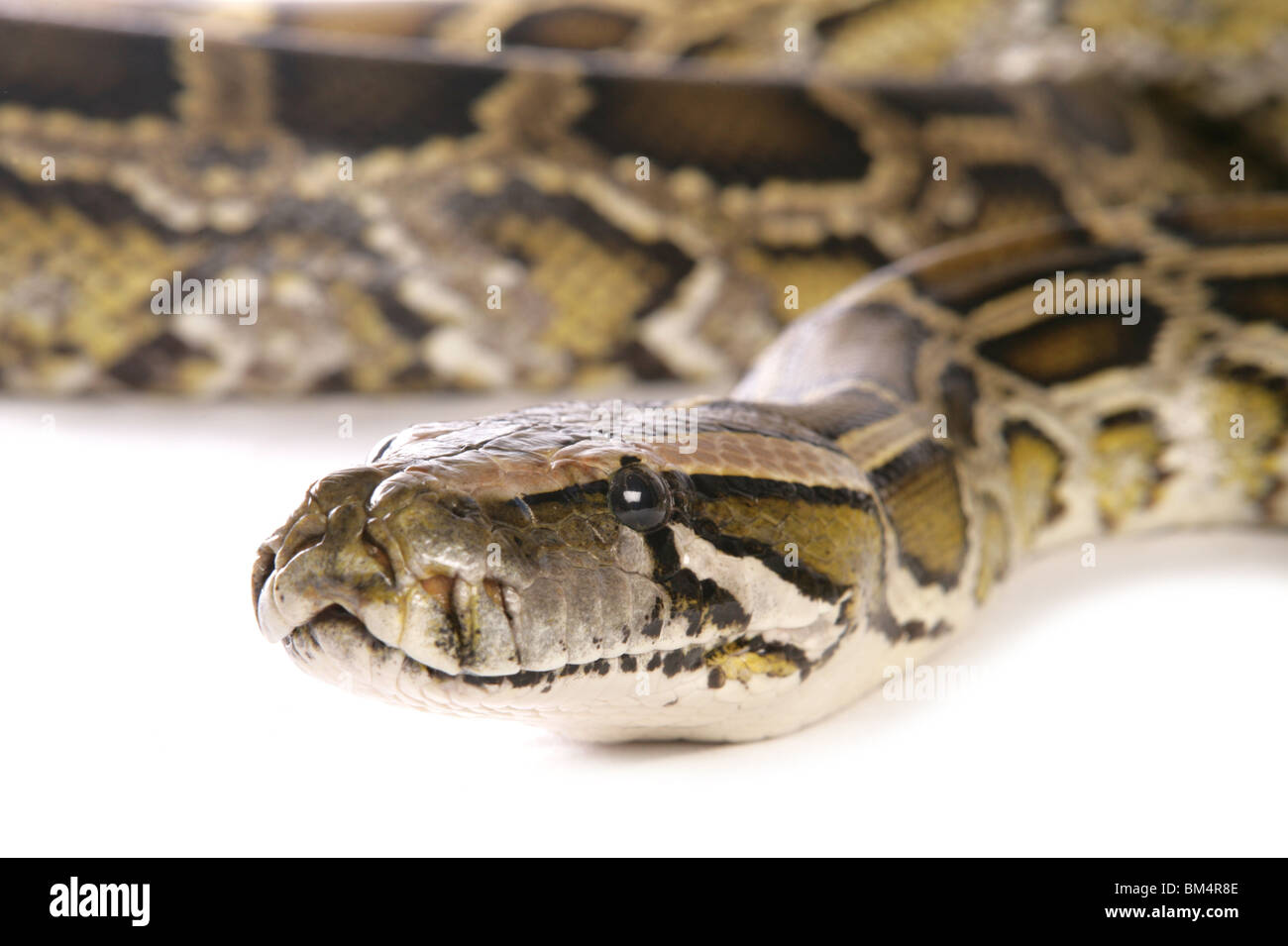 Serpent boa constrictor Boa constrictor Portrait d'adulte seul Studio, UK Banque D'Images