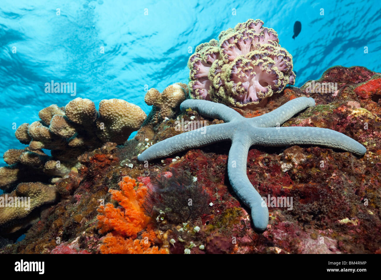 L'étoile bleue dans les récifs coralliens, Linckia laevigata, Raja Ampat, Papouasie occidentale, en Indonésie Banque D'Images
