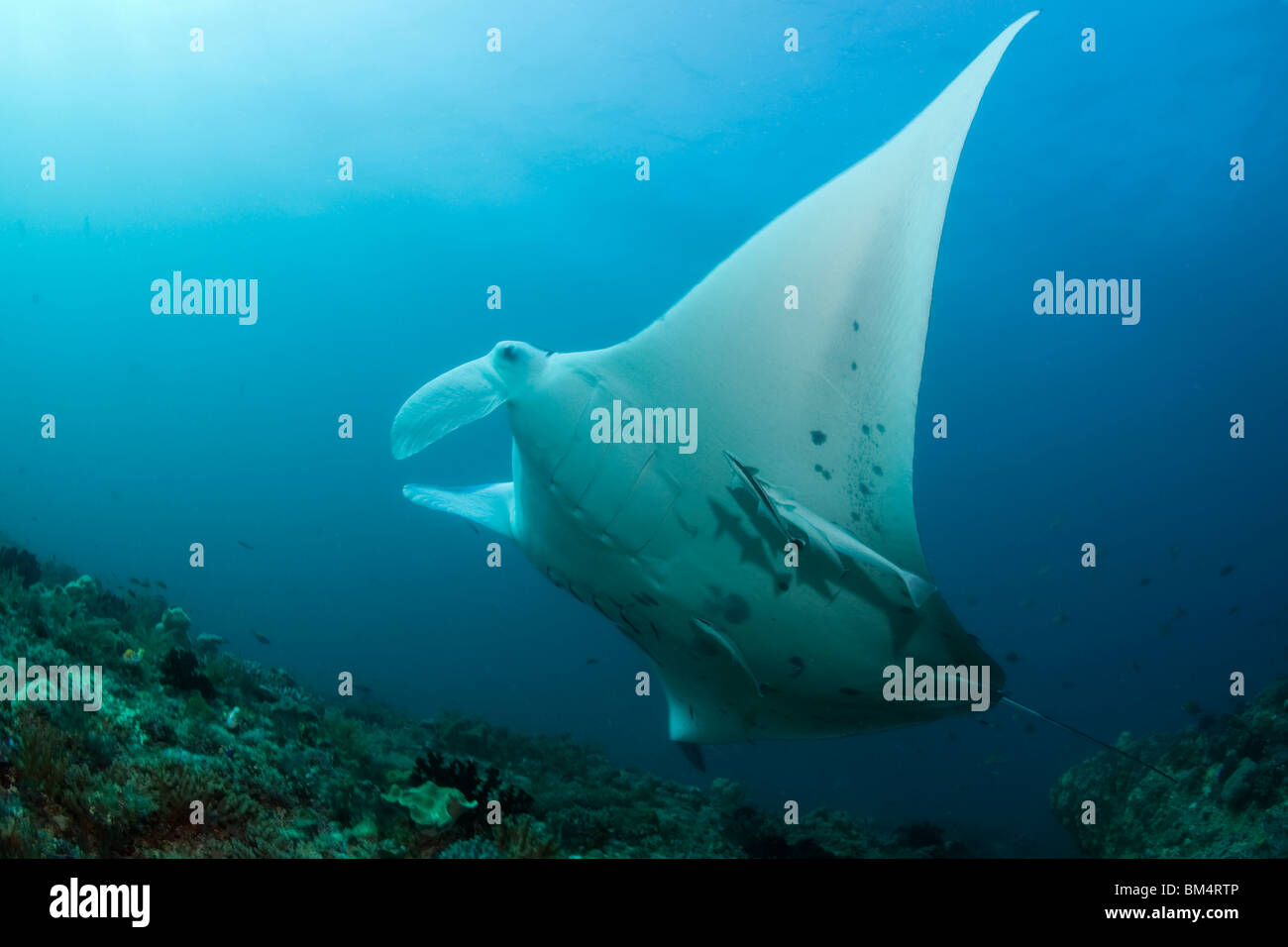Suckerfish et Manta, Manta birostris, Echeneis naucrates, Raja Ampat, Papouasie occidentale, en Indonésie Banque D'Images
