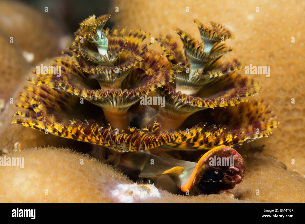 Christmas Tree Worm, Spirobranchus giganteus, Raja Ampat, Papouasie occidentale, en Indonésie Banque D'Images