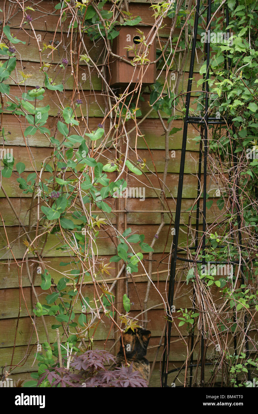 Fort d'oiseaux avec cat looking up Gosport, Royaume-Uni Banque D'Images