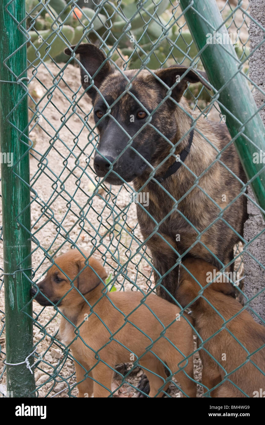 Deux chiens derrière une clôture dans un refuge. Photo par Nikki Attree Banque D'Images