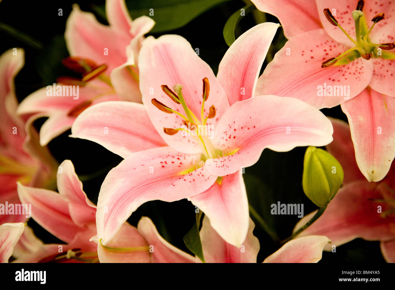 Lilis rose Banque de photographies et d’images à haute résolution Alamy