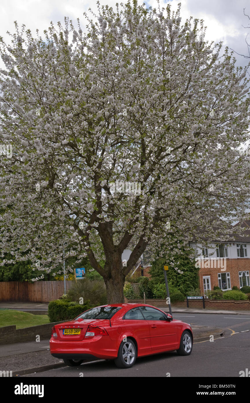 Volvo rouge en face d'un cerisier en fleurs Banque D'Images